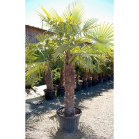 inexpensive palm tree 180 cm